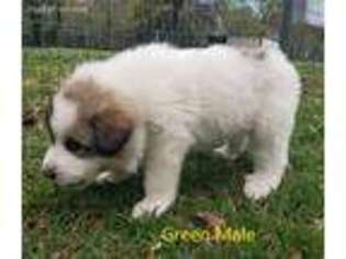 Great Pyrenees Puppy for sale in Shawnee, OK, USA