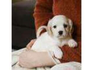 Cavachon Puppy for sale in White Salmon, WA, USA