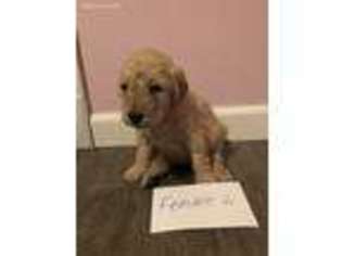 Goldendoodle Puppy for sale in Hyden, KY, USA