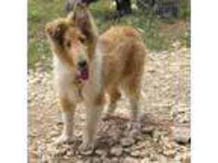 Collie Puppy for sale in Hillsboro, TX, USA