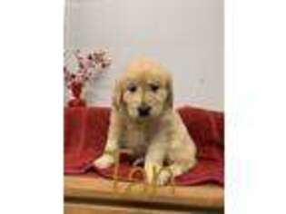 Golden Retriever Puppy for sale in Ehrhardt, SC, USA