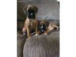 Boxer Puppy for sale in Schenectady, NY, USA