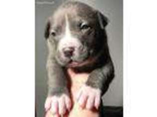 Mutt Puppy for sale in Bushkill, PA, USA