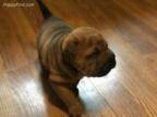Mutt Puppy for sale in Trimont, MN, USA