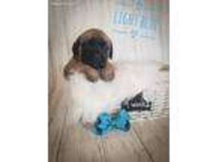 Mastiff Puppy for sale in Andover, NH, USA