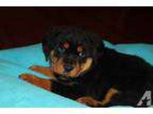 Mutt Puppy for sale in FOREST, MS, USA