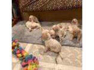 Goldendoodle Puppy for sale in Trinidad, CA, USA