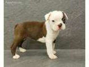 Boston Terrier Puppy for sale in Mobile, AL, USA