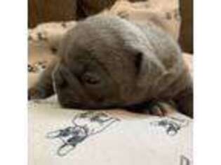 French Bulldog Puppy for sale in Virgilina, VA, USA