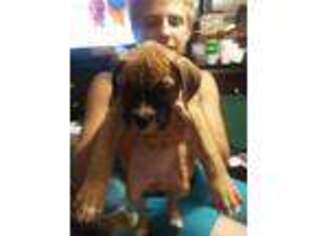 Boxer Puppy for sale in Ocoee, FL, USA
