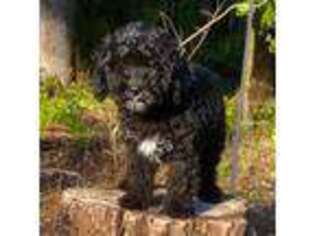 Cavapoo Puppy for sale in Lake Stevens, WA, USA
