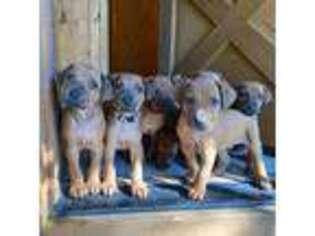 Rhodesian Ridgeback Puppy for sale in Pagosa Springs, CO, USA