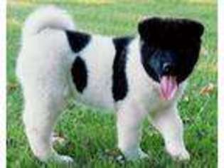 Akita Puppy for sale in Laclede, MO, USA