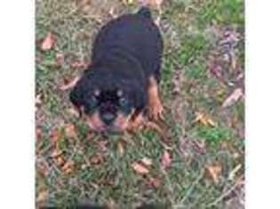 Rottweiler Puppy for sale in Union Point, GA, USA