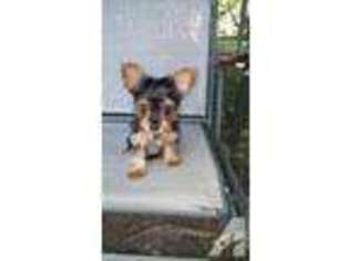 Yorkshire Terrier Puppy for sale in CHATSWORTH, GA, USA