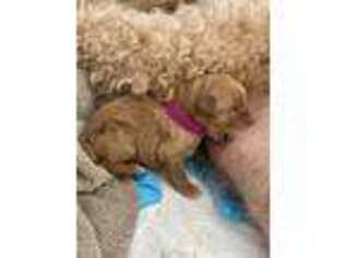 Goldendoodle Puppy for sale in Bellville, OH, USA