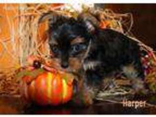 Yorkshire Terrier Puppy for sale in Bucyrus, OH, USA