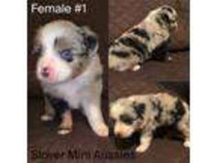 Miniature Australian Shepherd Puppy for sale in Goliad, TX, USA