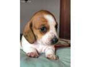 Medium Photo #1 Dachshund Puppy For Sale in Livingston, TX, USA