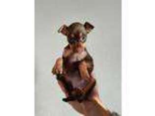 Miniature Pinscher Puppy for sale in Spring Hill, FL, USA