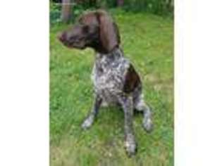 German Shorthaired Pointer Puppy for sale in Taylor, PA, USA