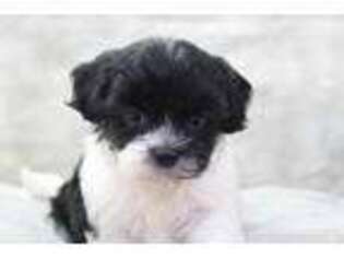 Mutt Puppy for sale in Wayland, IA, USA