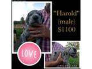 Great Dane Puppy for sale in Yorkville, IL, USA