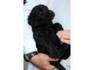 Labradoodle Puppy for sale in Turlock, CA, USA