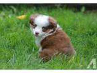 Miniature Australian Shepherd Puppy for sale in KALAMA, WA, USA