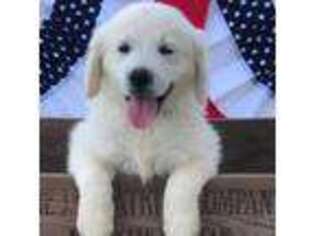 Golden Retriever Puppy for sale in Tompkinsville, KY, USA