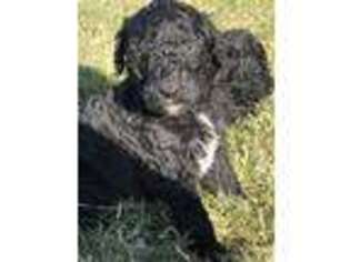 Labradoodle Puppy for sale in Grandview, TX, USA