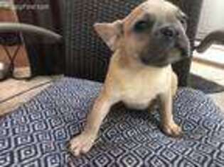 French Bulldog Puppy for sale in Pinellas Park, FL, USA