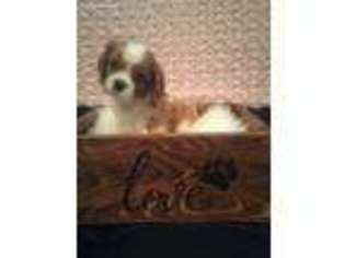 Cavalier King Charles Spaniel Puppy for sale in Las Vegas, NV, USA