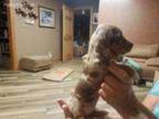 Dachshund Puppy for sale in Marion, IL, USA