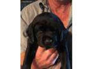 Labrador Retriever Puppy for sale in Hillsboro, OR, USA