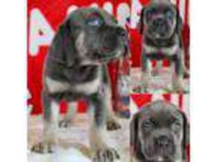 Cane Corso Puppy for sale in Loogootee, IN, USA