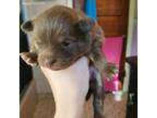 Pomeranian Puppy for sale in Warwick, RI, USA