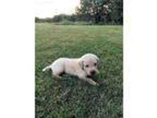 Labrador Retriever Puppy for sale in Boyd, TX, USA