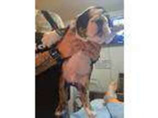 Bulldog Puppy for sale in Maud, OK, USA