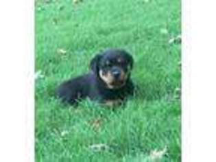 Rottweiler Puppy for sale in Wesley, AR, USA