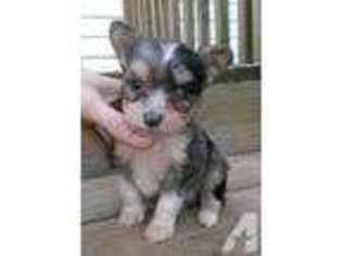 Yorkshire Terrier Puppy for sale in BASSETT, VA, USA