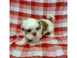Mutt Puppy for sale in Telephone, TX, USA