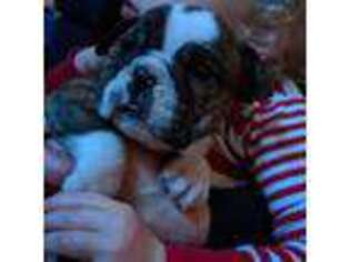 Bulldog Puppy for sale in Raleigh, NC, USA