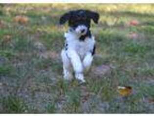 Mutt Puppy for sale in Welcome, MD, USA