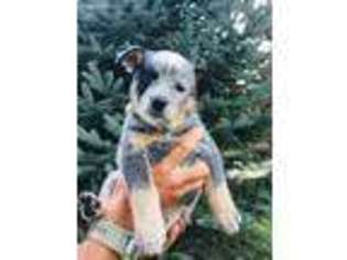 Australian Cattle Dog Puppy for sale in Tipton, IN, USA