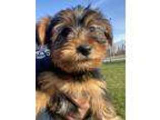 Yorkshire Terrier Puppy for sale in Sturbridge, MA, USA