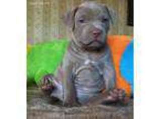 Mutt Puppy for sale in Marlborough, MA, USA