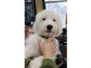 Old English Sheepdog Puppy for sale in Athens, PA, USA