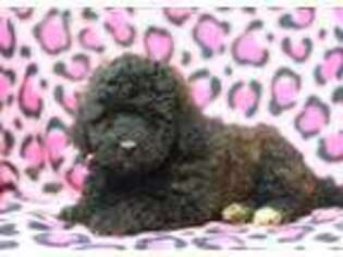 Goldendoodle Puppy for sale in Quarryville, PA, USA