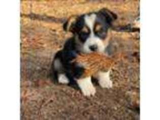 Pembroke Welsh Corgi Puppy for sale in Oakdale, CA, USA